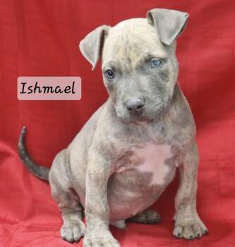 Ishmael -  Terrier Dog for Adoption in Manchester, Connecticut - Ishmael | PetCurious
