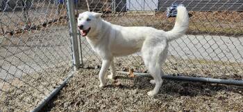 Husky Dogs Available for Adoption - Kia | PetCurious