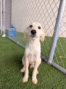 Coco -  Labrador Retriever Dog for Adoption in New York, New York - Coco | PetCurious