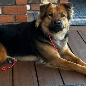 Maizy -  German Shepherd Dog Dog for Adoption in Chino Valley, Arizona - Maizy | PetCurious