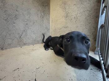 BATMAN -  Pit Bull Terrier and Mixed Breed Dog for Adoption in Oklahoma City, Oklahoma - BATMAN | PetCurious