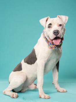Porter -  Mixed Breed Dog for Adoption in Atlanta, Georgia - Porter | PetCurious
