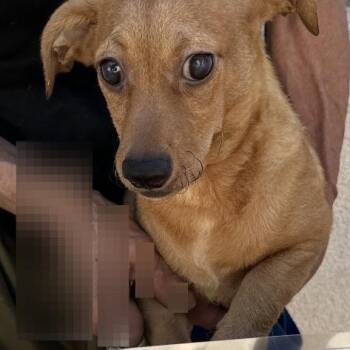 Junior Oso -  Chihuahua Dog for Adoption in San Gabriel, California - Junior Oso | PetCurious