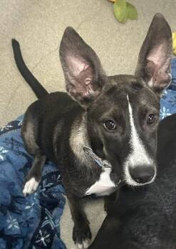 Ivy 4 months AVAILABLE 7/24 -  Labrador Retriever Dog for Adoption in Sterling, Massachusetts - Ivy 4 Months AVAILABLE 7/24 | PetCurious
