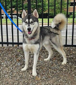 Zamboni -  Husky Dog for Adoption in Buffalo, New York - Zamboni | PetCurious