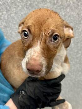 Princess Leia -  Mixed Breed Dog for Adoption in Wichita, Kansas - Princess Leia | PetCurious