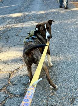 Chasity -  Catahoula Leopard Dog Dog for Adoption in Sonora, California - Chasity | PetCurious