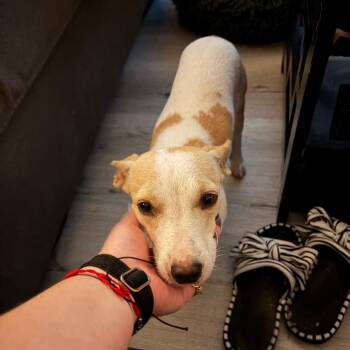 Bailey Clewy -  Chihuahua Dog for Adoption in Fort Lauderdale, Florida - Bailey Clewy | PetCurious