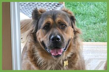 Beau -  Great Pyrenees and Chow Chow Dog for Adoption in Amherst, Massachusetts - Beau | PetCurious