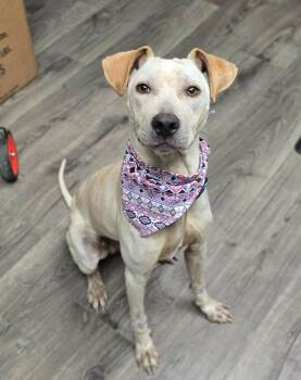 Labrador Retriever Dogs Available for Adoption in Sedalia, Colorado - Carrot | PetCurious