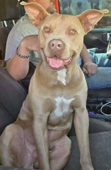 Pit Bull Terrier Dogs Available for Adoption in Manchester, Connecticut - Mai Guy | PetCurious