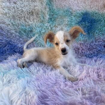 Buttercup -  Terrier and Poodle Dog for Adoption in Tucson, Arizona - Buttercup | PetCurious