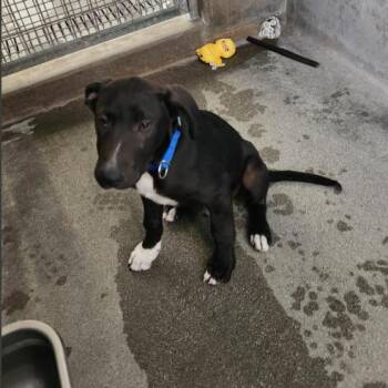 Black Labrador Retriever Dogs Available for Adoption in Los Angeles, California - Sam | PetCurious