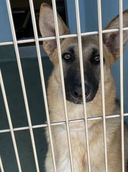 German Shepherd Dog Dogs Available for Adoption - LILY | PetCurious