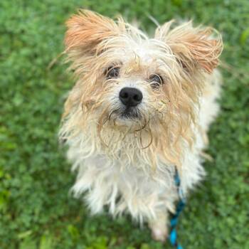 Enzo -  Mixed Breed Dog for Adoption in Philadelphia, Pennsylvania - Enzo | PetCurious