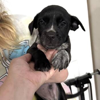 Beanie -  Mixed Breed Dog for Adoption in Rockville, Maryland - Beanie | PetCurious