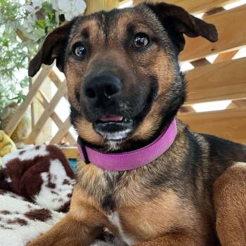 Benny -  Shepherd Dog for Adoption in Columbia, Missouri - Benny | PetCurious