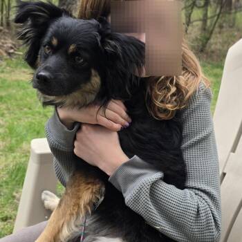 Mixed Breed Dogs Available for Adoption in Buffalo, Minnesota - Humperdinck | PetCurious