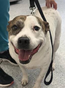 SADIE -  Pit Bull Terrier and Mixed Breed Dog for Adoption in Houston, Texas - SADIE | PetCurious
