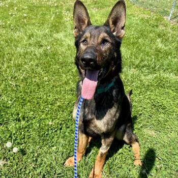German Shepherd Dog Dogs Available for Adoption in Circleville, Ohio - Quint | PetCurious