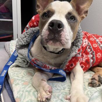 Rescue American Staffordshire Terrier Dogs for Adoption in Centerton, Arkansas - Prince | PetCurious