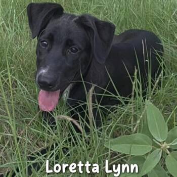 Loretta Lynn (20260928-06) -  Labrador Retriever and Shepherd Dog for Adoption in Niagara Falls, Ontario - Loretta Lynn (20260928-06) | PetCurious