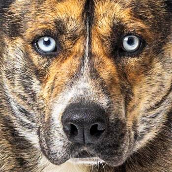 Dutch Shepherd and Husky Dogs Available for Adoption in Reno, Nevada - Klarc | PetCurious