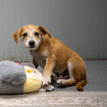 Scruffy -  Black Mouth Cur and Mixed Breed Dog for Adoption in Pawling, New York - Scruffy | PetCurious