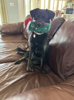 Rescue Black Labrador Retriever and Terrier Dogs for Adoption in Foley, Alabama - Coco | PetCurious