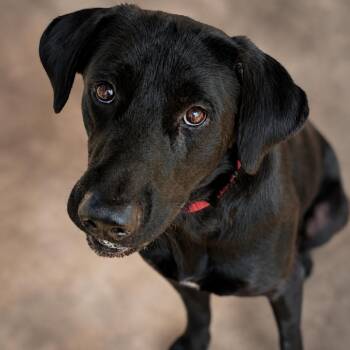 Bob the Builder -  Black Labrador Retriever Dog for Adoption in Buchanan Dam, Texas - Bob The Builder | PetCurious