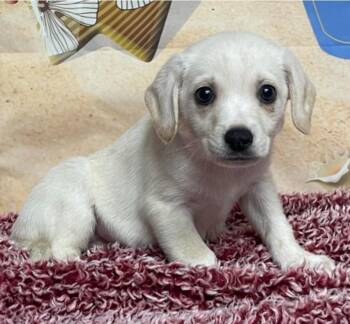 Chihuahua and Beagle Dogs Available for Adoption - Cairo | PetCurious