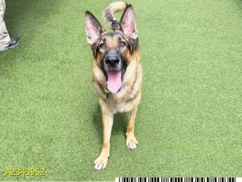 RYKER -  Mixed Breed Dog for Adoption in West Palm Beach, Florida - RYKER | PetCurious