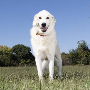 Casini -  Great Pyrenees Dog for Adoption in Franklin, Tennessee - Casini | PetCurious