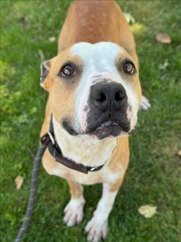 *WESLEY -  Pit Bull Terrier Dog for Adoption in Woodland, California - *WESLEY | PetCurious