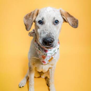 Hound Dogs Available for Adoption in Columbia, Missouri - Georgina | PetCurious