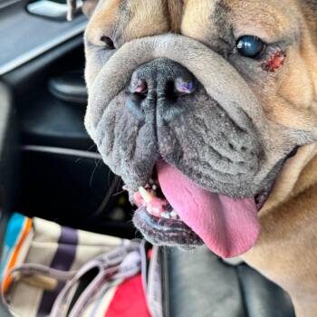 Hazel -  English Bulldog Dog for Adoption in Huber Heights, Ohio - Hazel | PetCurious