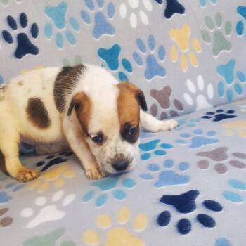 Blue Lacy and Boxer Dogs Available for Adoption - Tank | PetCurious