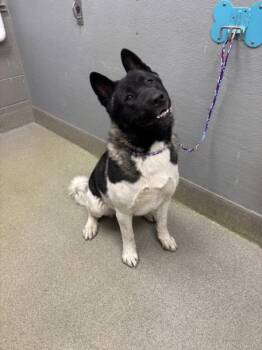Akita Dogs Available for Adoption in Las Vegas, Nevada - CHISPITA | PetCurious