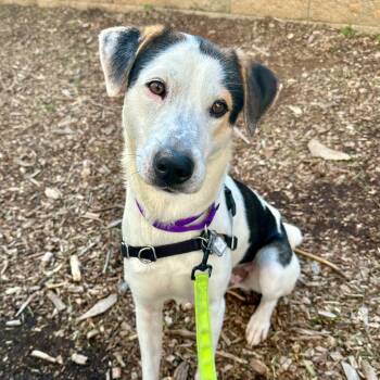 Scoop -  Hound and Mixed Breed Dog for Adoption in Falls Church, Virginia - Scoop | PetCurious