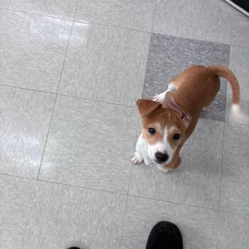Mars -  Shiba Inu Dog for Adoption in Dixon, Illinois - Mars | PetCurious