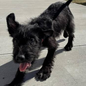 Poodle and Mixed Breed Dogs Available for Adoption - Dylan | PetCurious