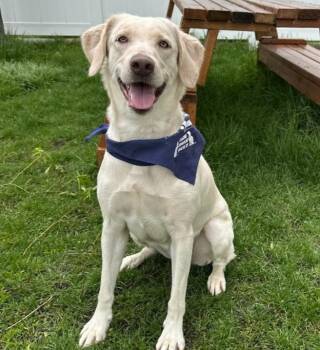 Labrador Retriever Dogs Available for Adoption in Logan, Utah - Daisy | PetCurious