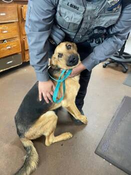 Shepherd Dogs Available for Adoption in Chico, California - Nyx | PetCurious