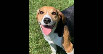 Beagle Dogs Available for Adoption in Mishawaka, Indiana - Taylor | PetCurious