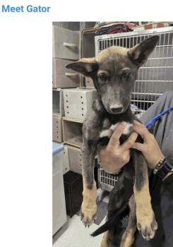 Gator -  Husky and German Shepherd Dog Dog for Adoption in Salt Lake City, Utah - Gator | PetCurious