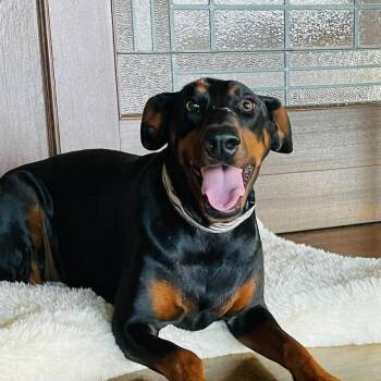 Ramona -  Doberman Pinscher Dog for Adoption in Boerne, Texas - Ramona | PetCurious