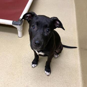 Pit Bull Terrier and Black Labrador Retriever Dogs Available for Adoption in Monroe, Georgia - Tot #22879 | PetCurious