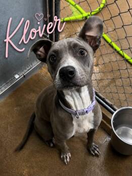 Klover -  Pit Bull Terrier Dog for Adoption in Thornton, Colorado - Klover | PetCurious