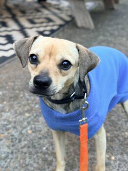 Chihuahua and Pug Dogs Available for Adoption in Beavercreek, Oregon - Melba | PetCurious