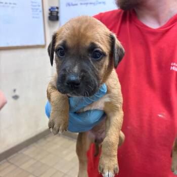 Tiana -  Terrier and Mixed Breed Dog for Adoption in Birmingham, Alabama - Tiana | PetCurious